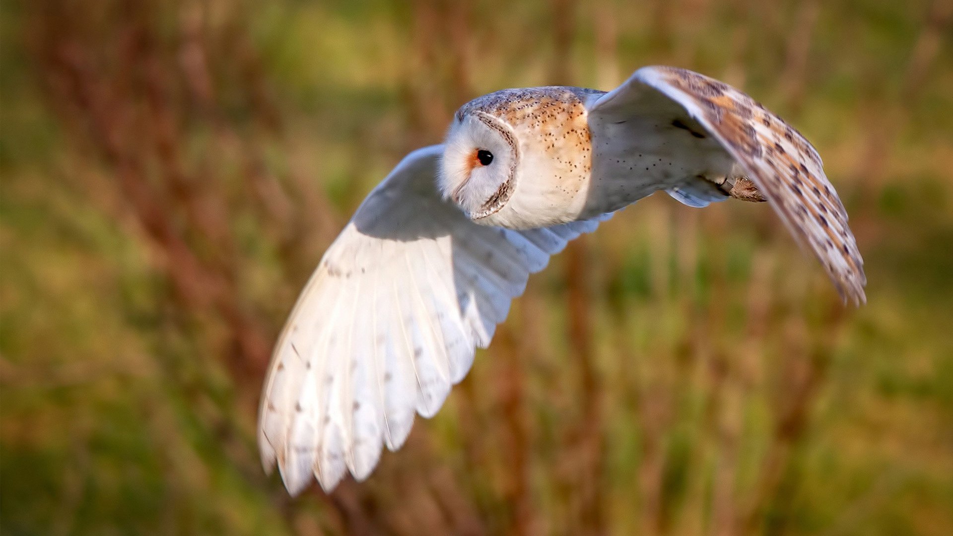 _湖人疯狂反扑!詹姆斯绝杀瞬间点燃全场_,詹姆斯湖人经典比赛