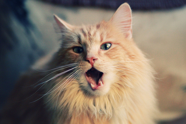 全国青少年“绿色生活”体育行动在杭州落地,多项绿色运动普及