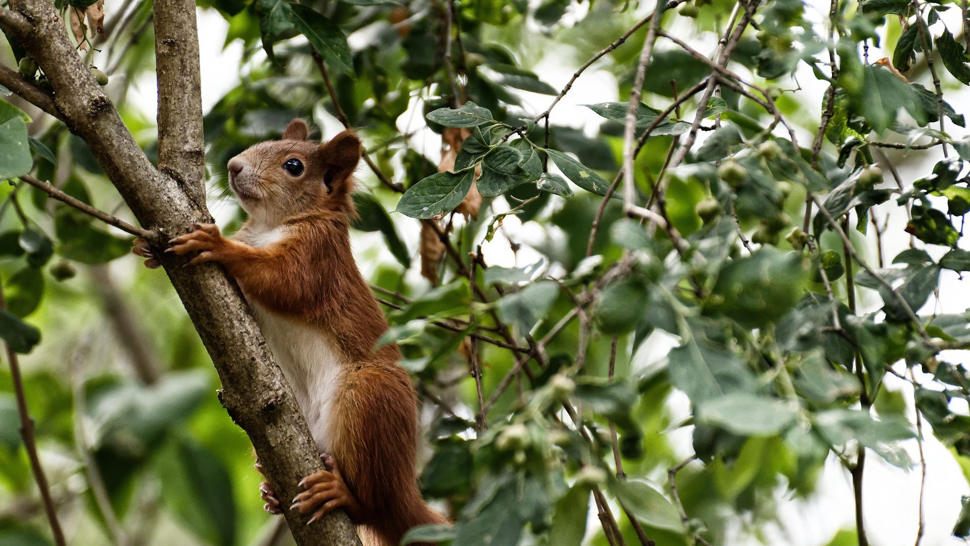 失误成败症:上海队失误高达20次,错失反超良机!