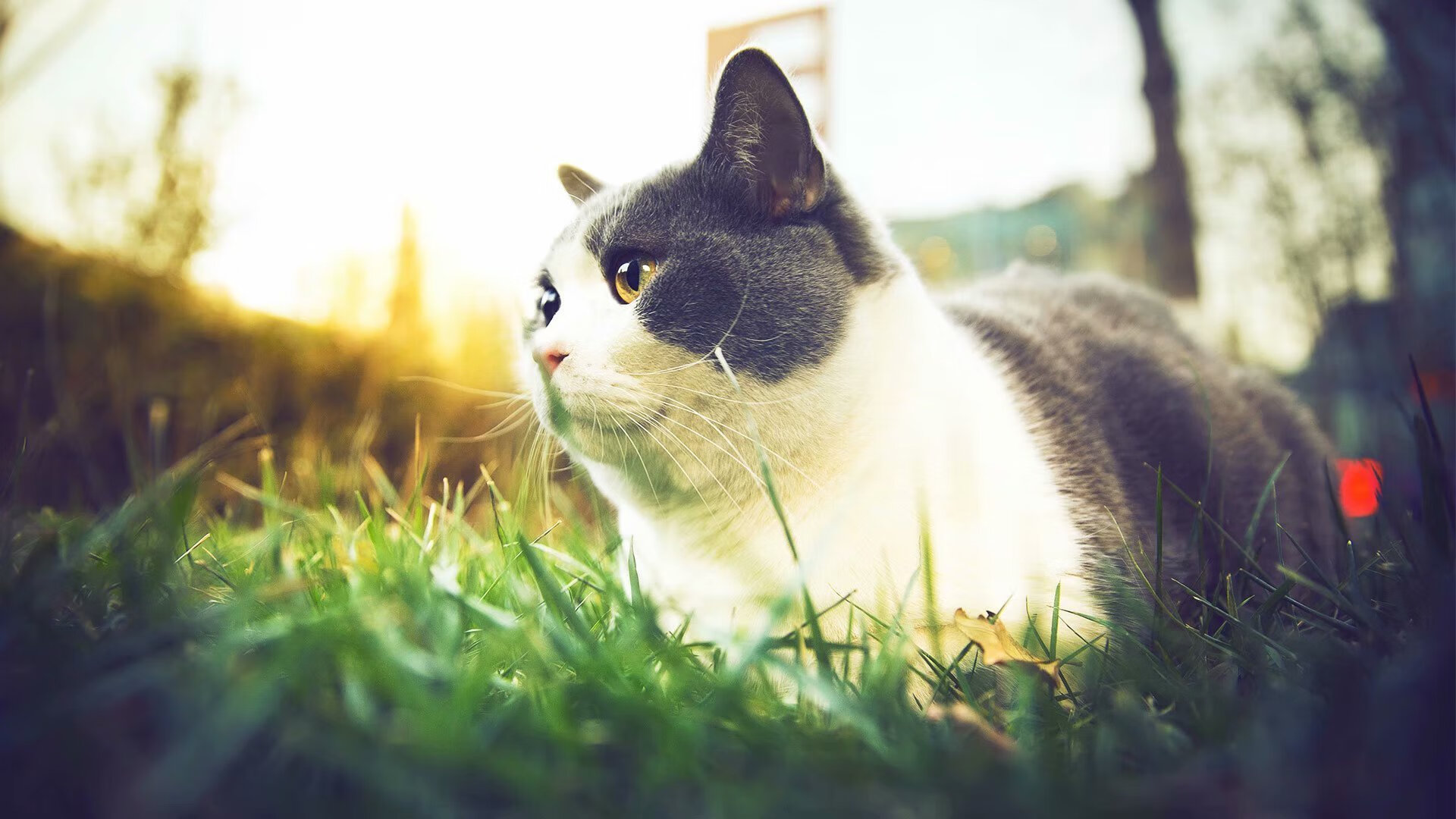 特色篮球运动走进社区,打造全民健身“绿色通道”,社区篮球活动宣传语