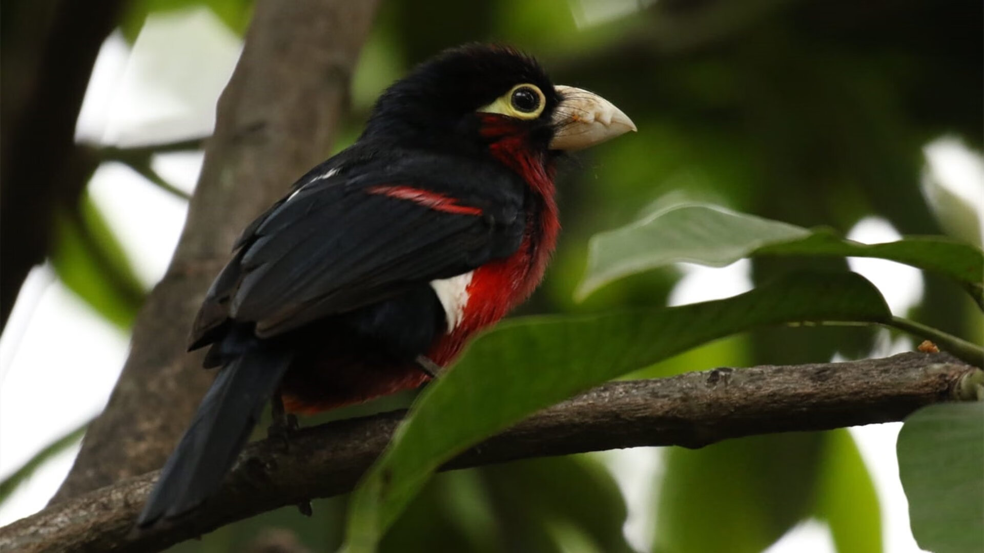 网红篮球在中国兴起,带动全民参与热潮,篮球网红实力排行