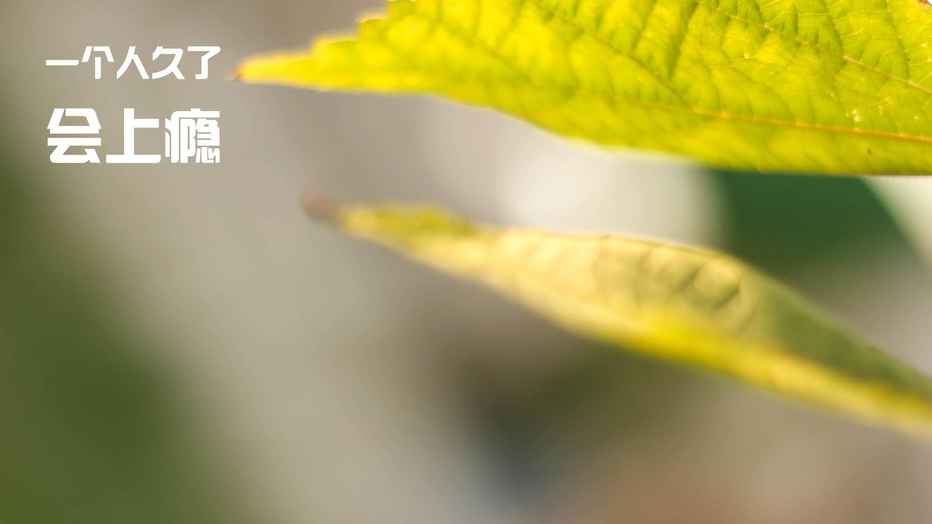 乐鱼体育-上海海港球员转会动态，上海海港球队