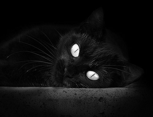 公牛翻盘太阳,关键一役中德罗赞三分雨不断,公牛致敬罗斯