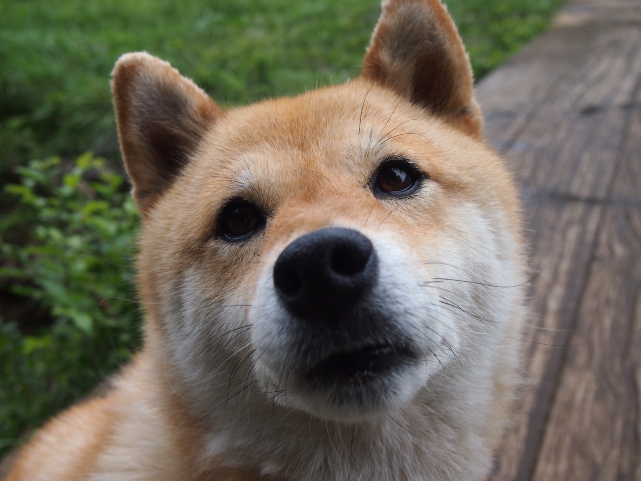 北京国安俱乐部推出新球迷活动,北京国安球队