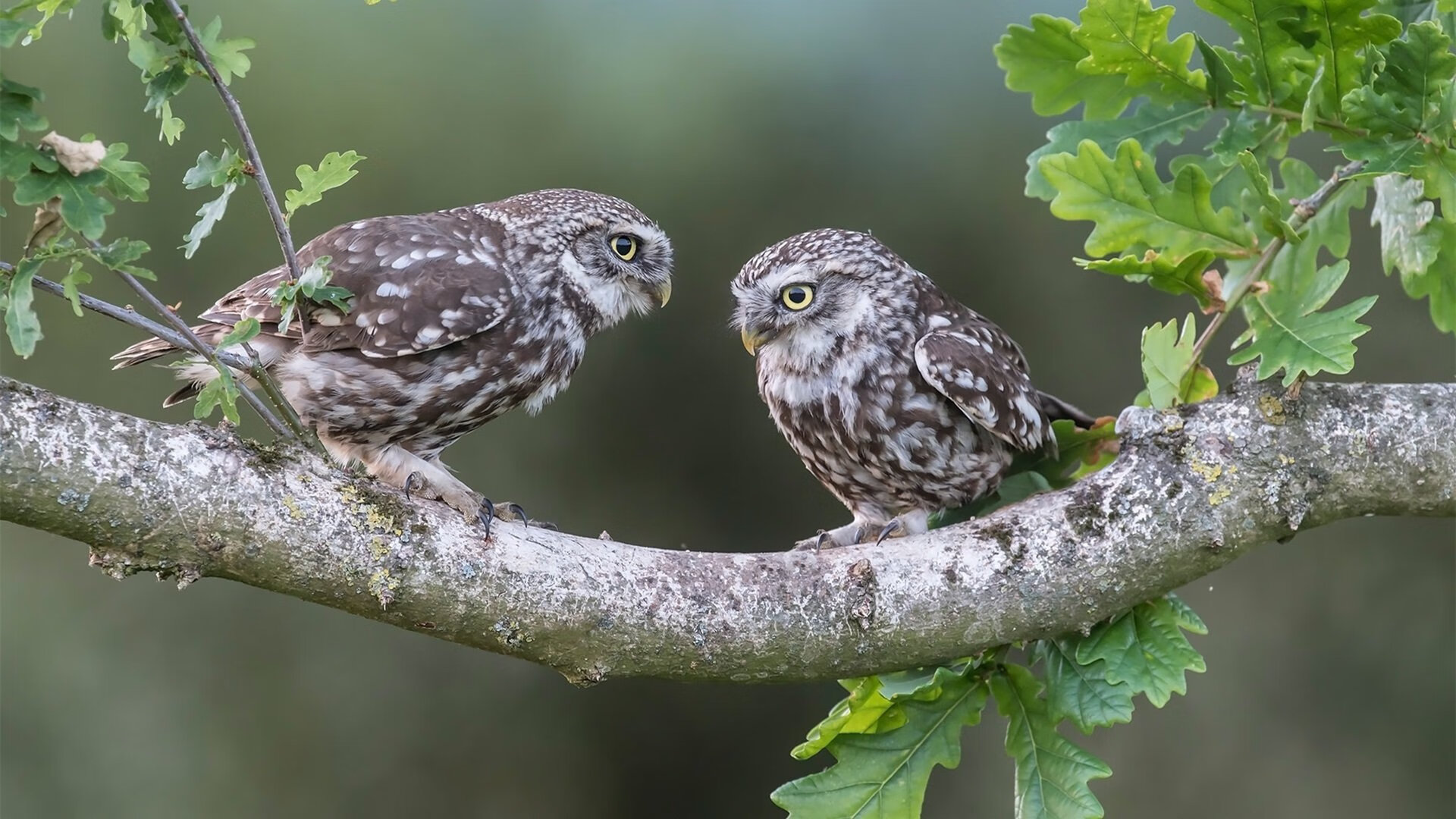 乐鱼体育平台app下载-尼日利亚联赛新赛季火热开局，尼日利亚比赛直播