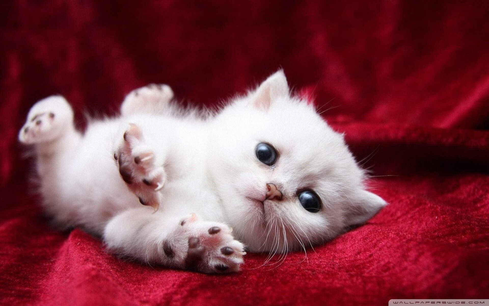 广州队逆转成功,豪取赛季重要胜利,广州队宣布