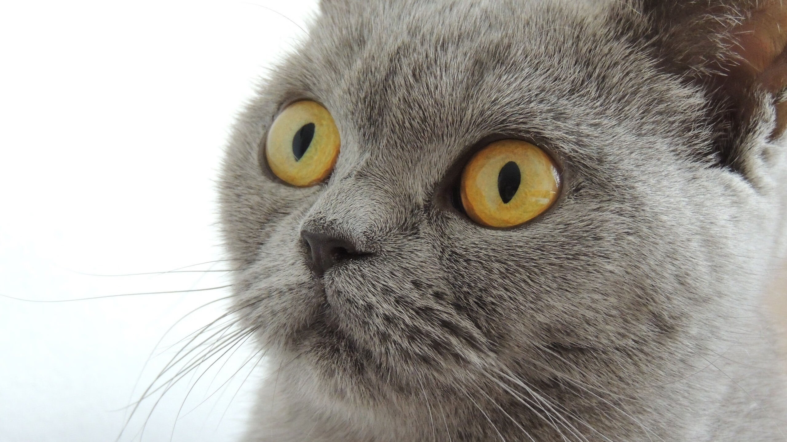 日本队获得亚洲杯冠军，国内球迷欣喜不已，日本亚洲杯大名单