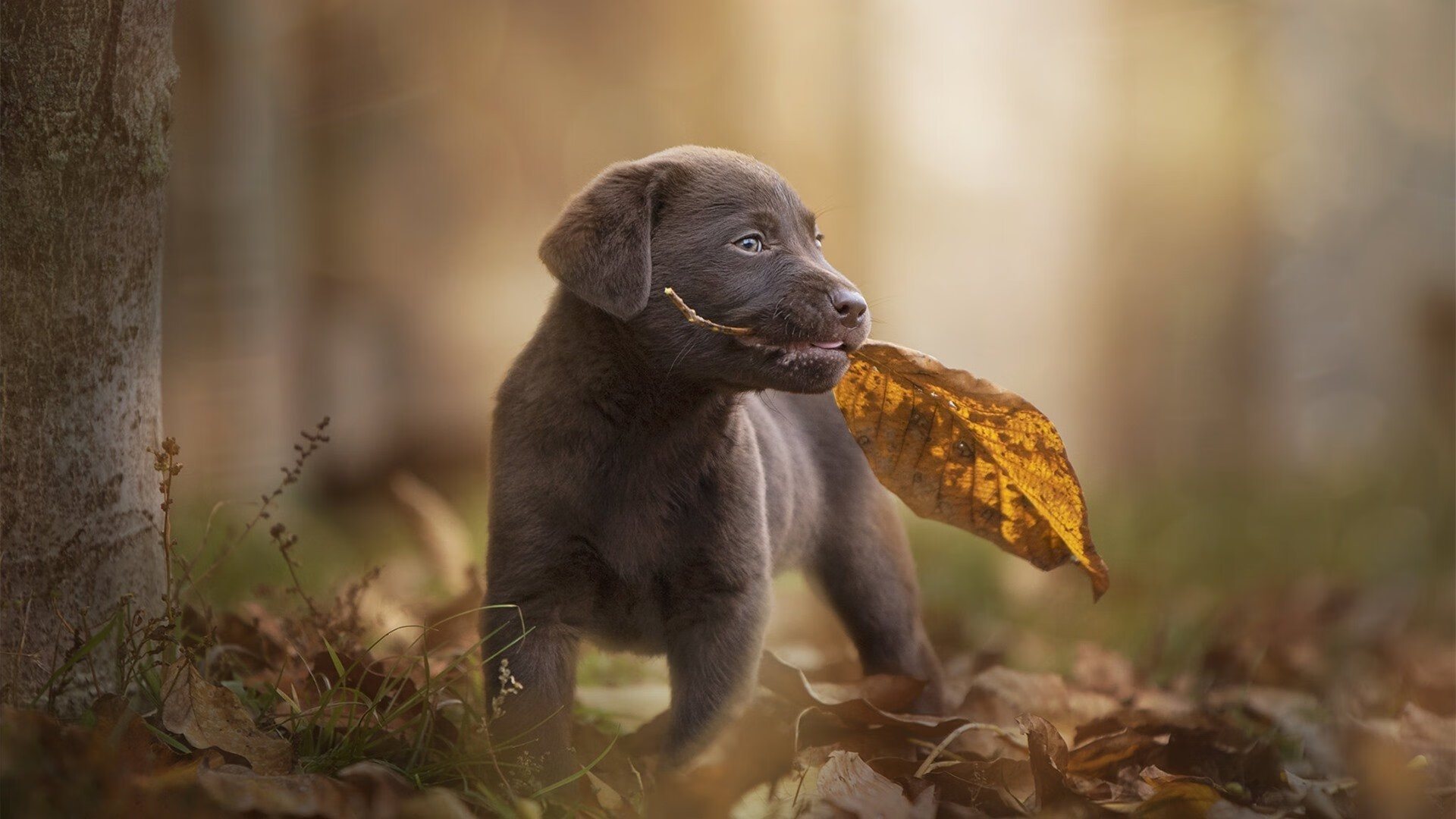 蒙彼利埃中场技术出众,或获得转会邀约,蒙彼利埃怎么样