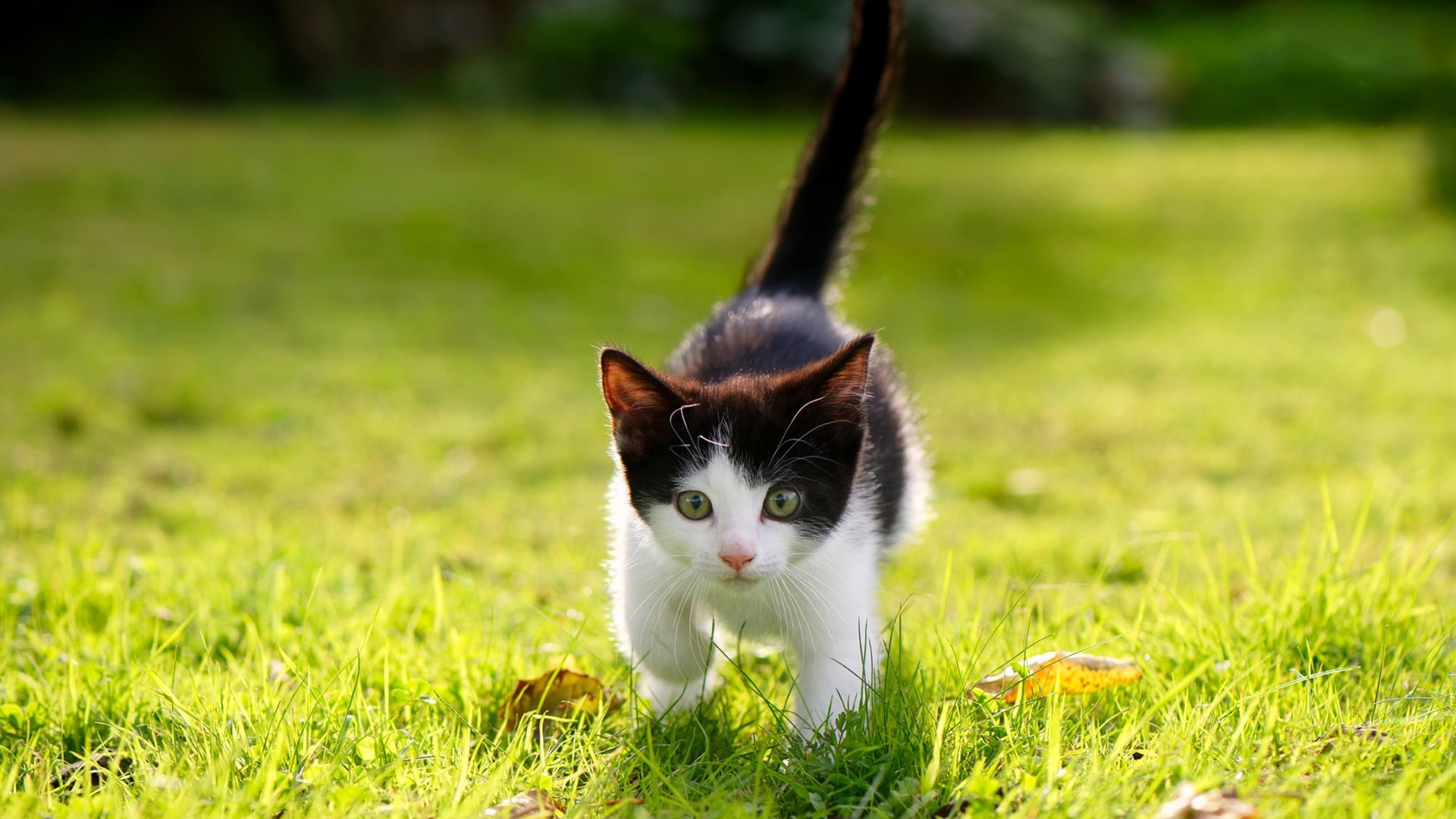 下载乐鱼体育APP-法甲球队结合数据驱动构建个性化比赛准备心理干预方案