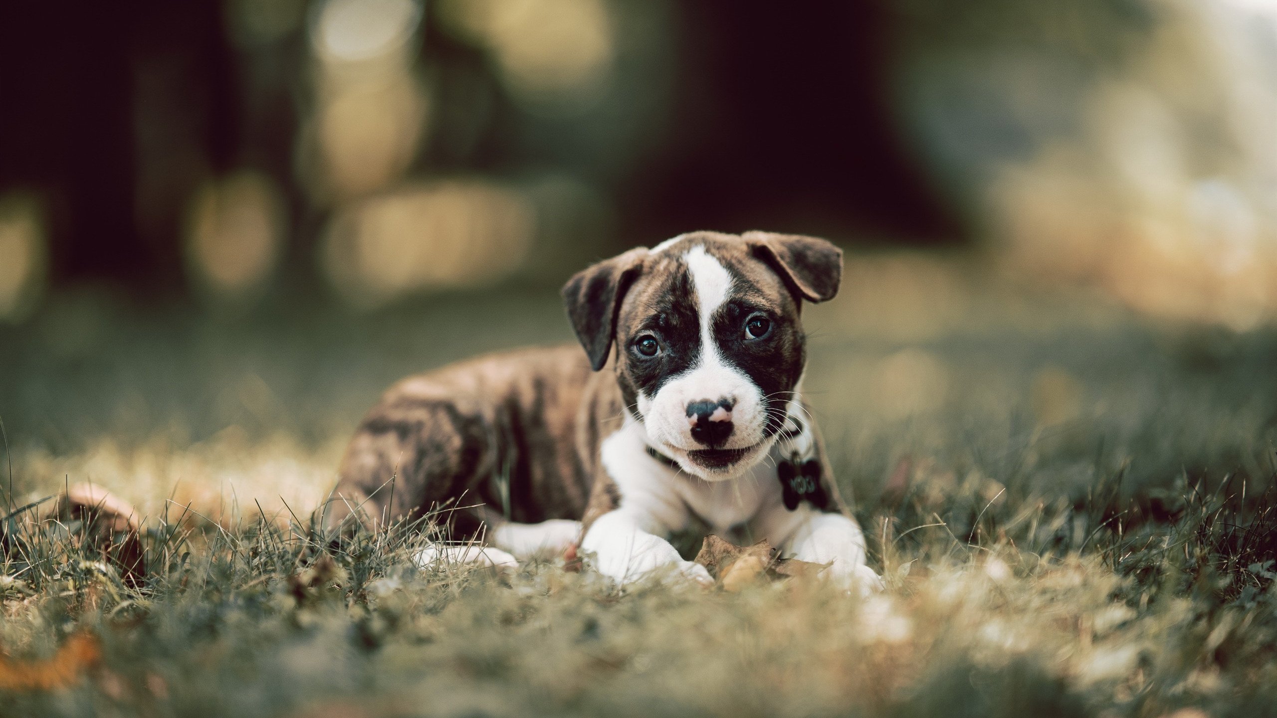 leyu.com-体育科普短视频征集活动面向全网启动，体育科普动画