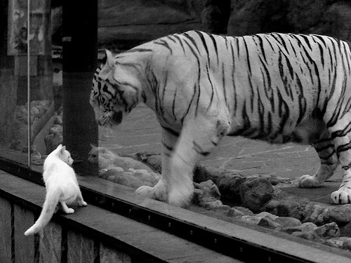 法甲新秀崭露头角:未来巨星再度崛起!,法甲现役十大球星