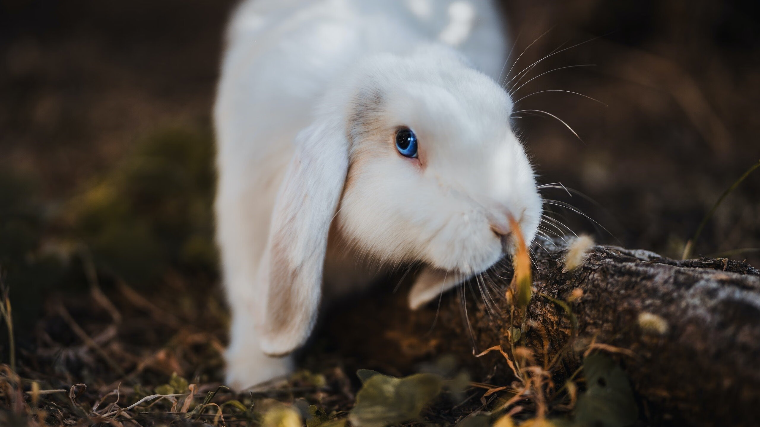 王楚钦通过模拟赛进行节奏测试调整,王楚钦公开赛冠军