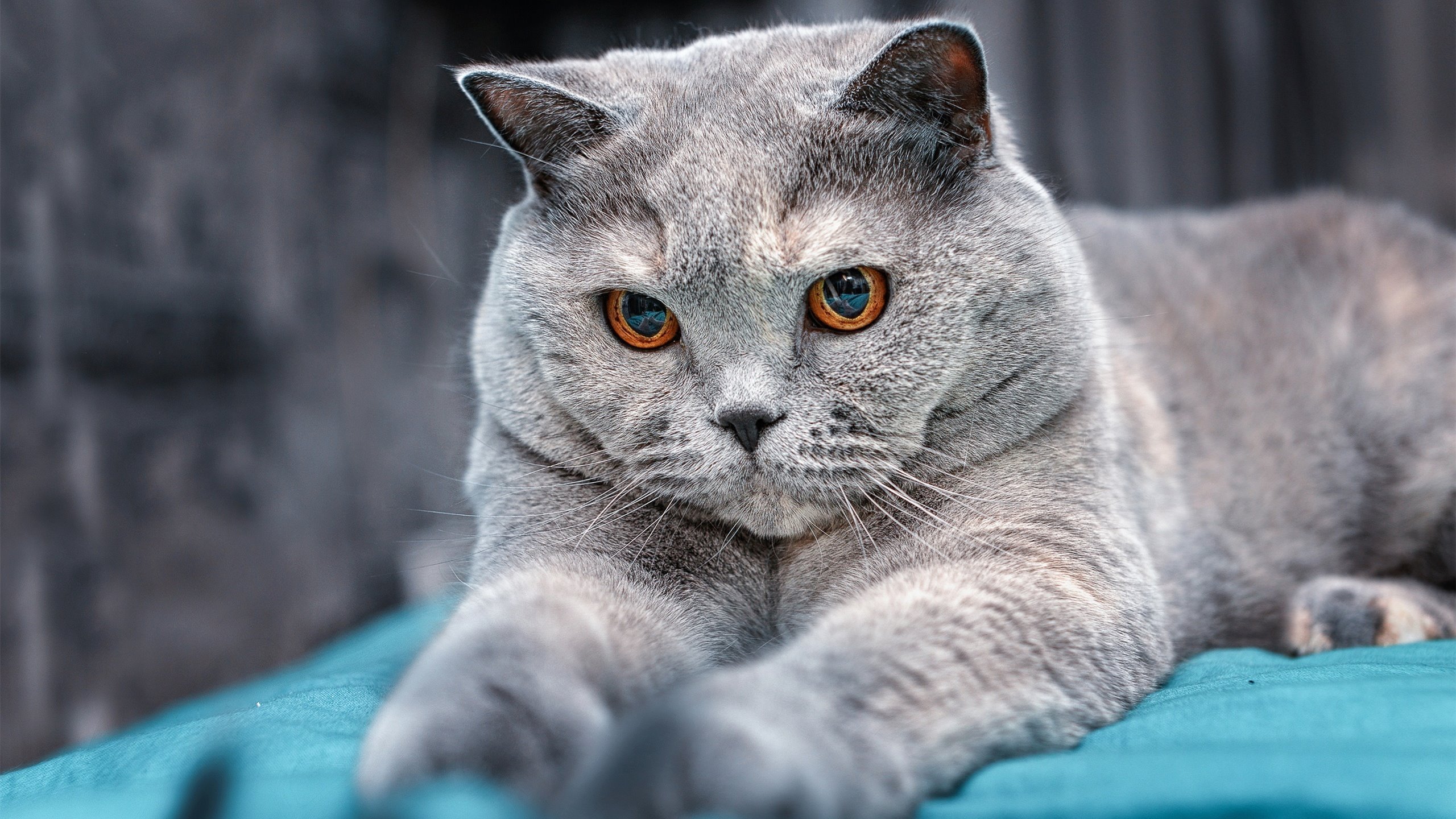 篮球俱乐部战略调整解析，篮球俱乐部行业分析