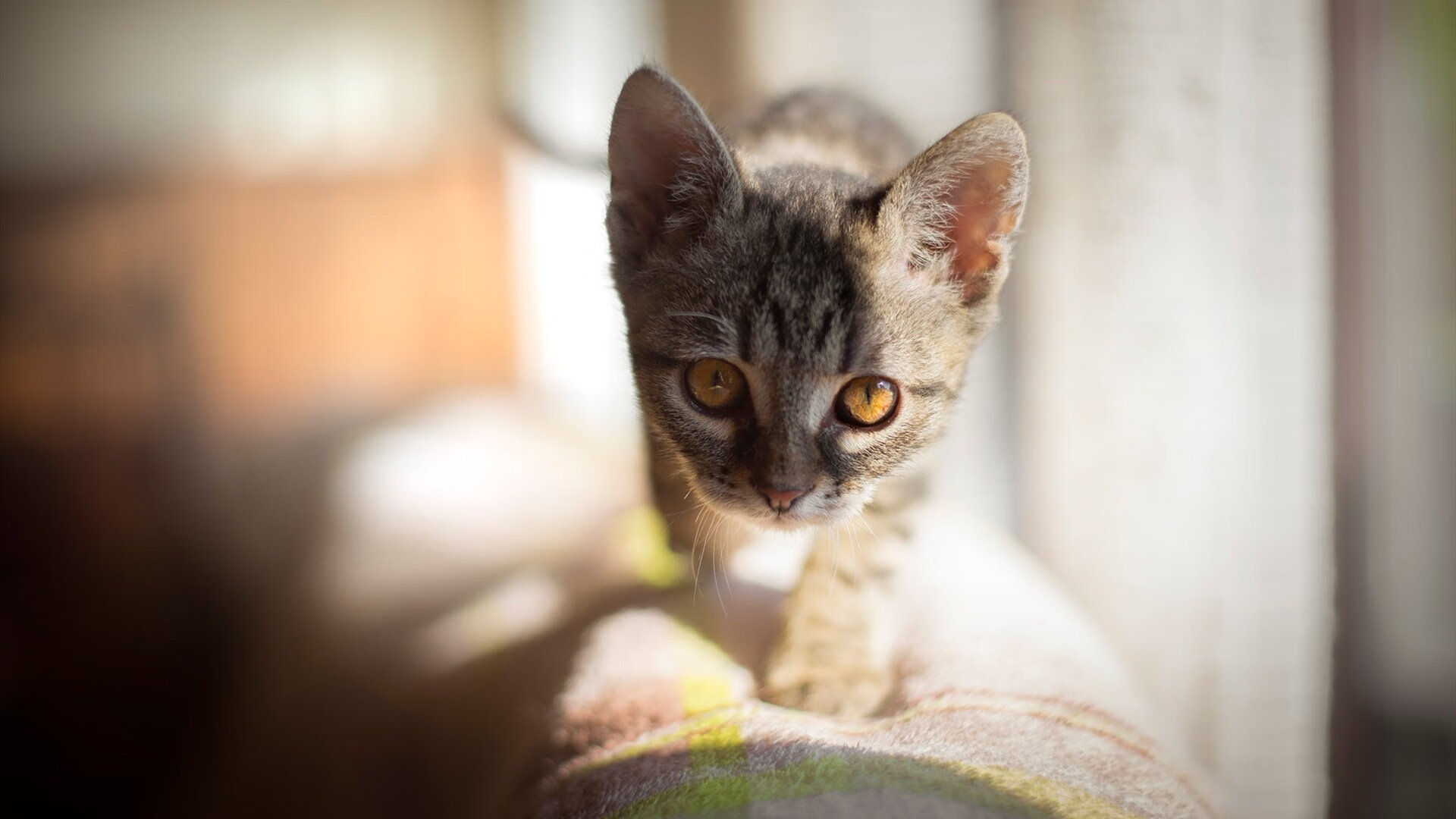 美洲杯的媒体报道互动效果,美洲杯宣传视频