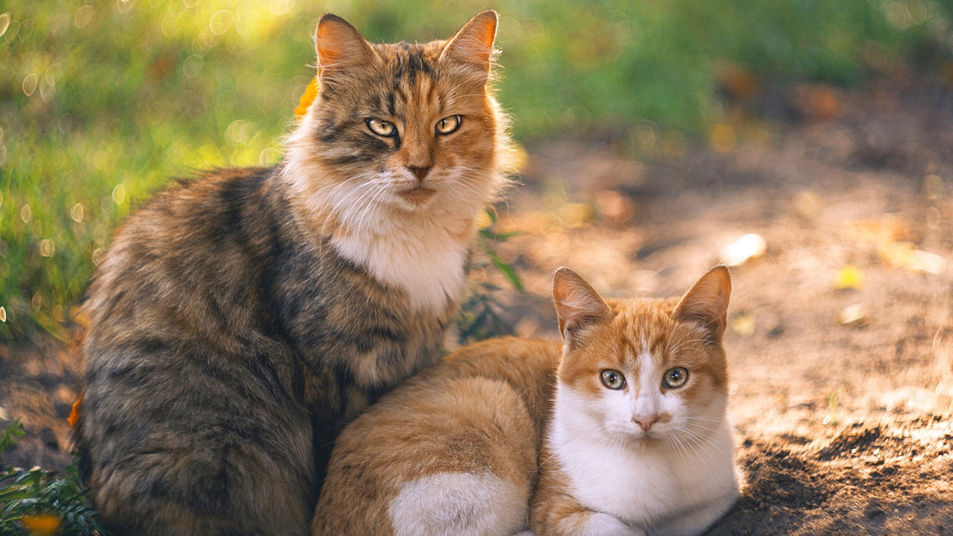 马克·阿特金森:利用快速反击打破僵局,帮助南非队迈向顶峰,马克·阿特金斯